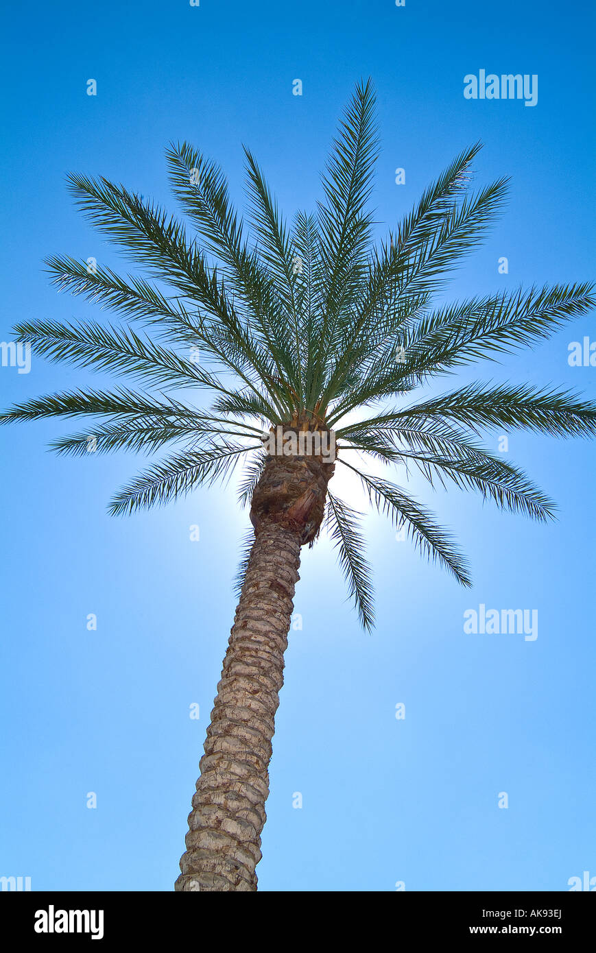 Palm Tree with soleil derrière, Phoenix Arizona USA Banque D'Images Palm Tree with soleil derrière, Phoenix Arizona USA Banque D'Images