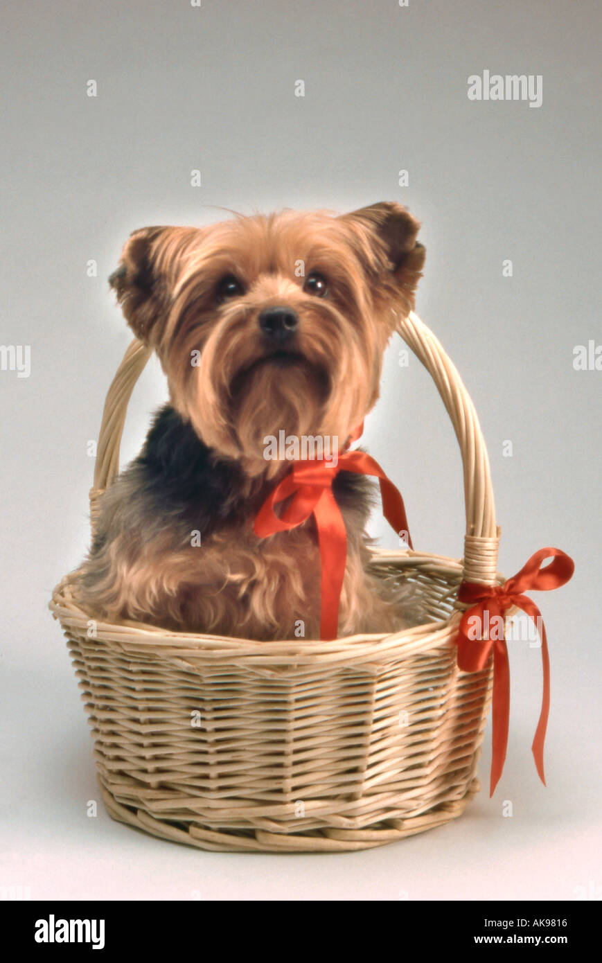 Yorkshire Terrier dans panier avec ruban rouge Banque D'Images