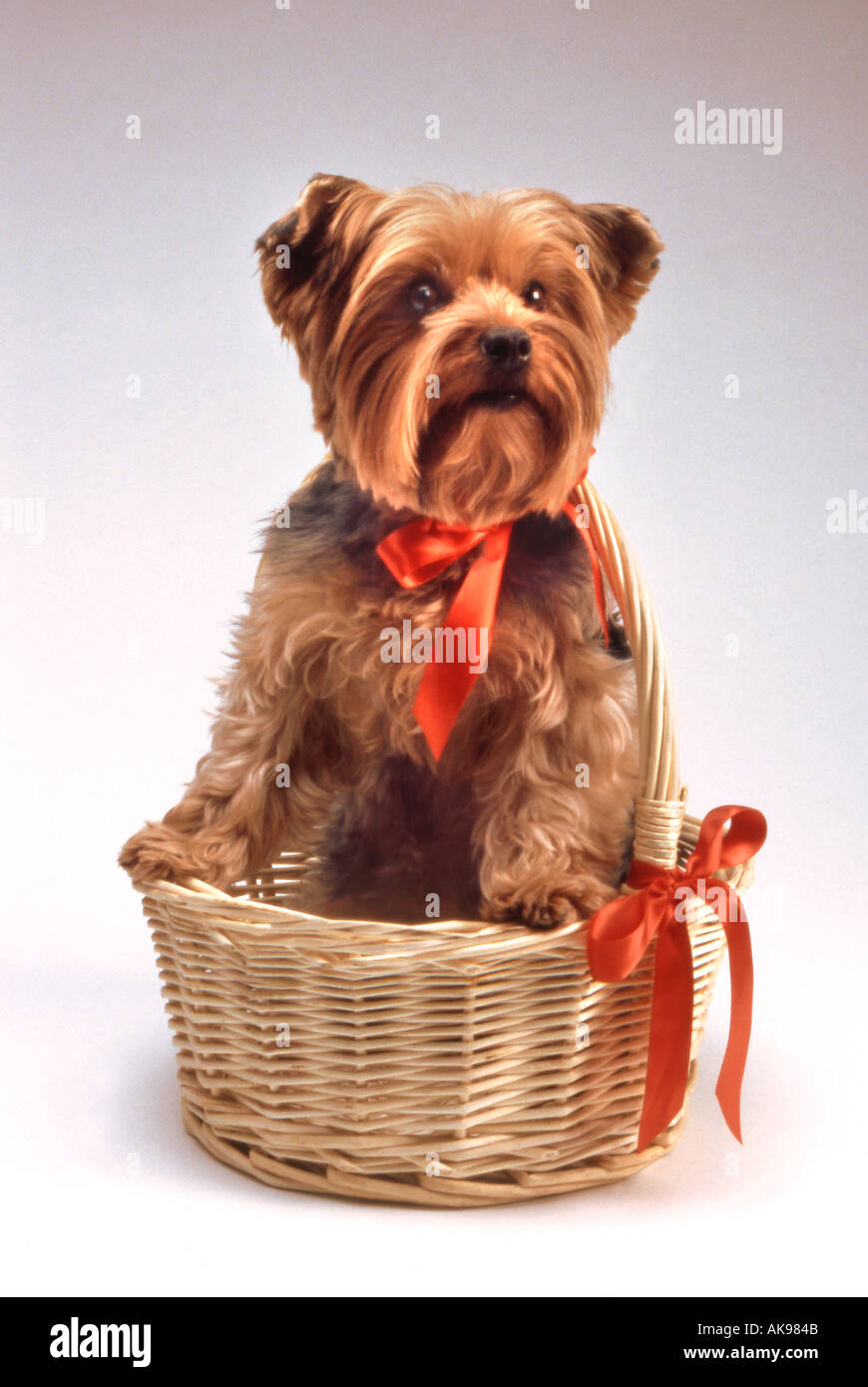 Yorkshire Terrier dans panier avec ruban rouge Banque D'Images