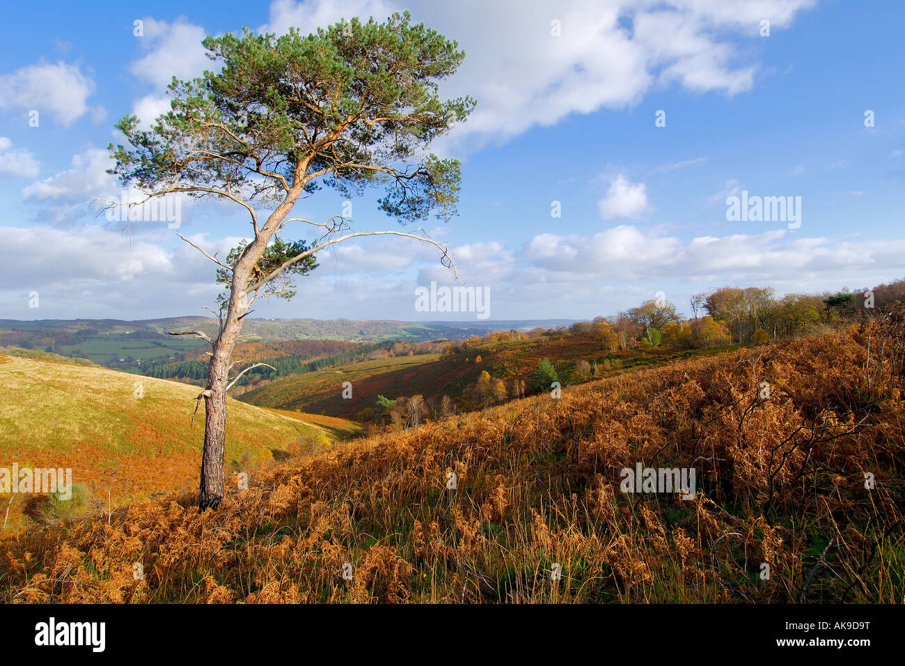 Seul le pin d'arbre sur le Trendlebere à Dartmoor avec arbres d'automne en arrière-plan Banque D'Images