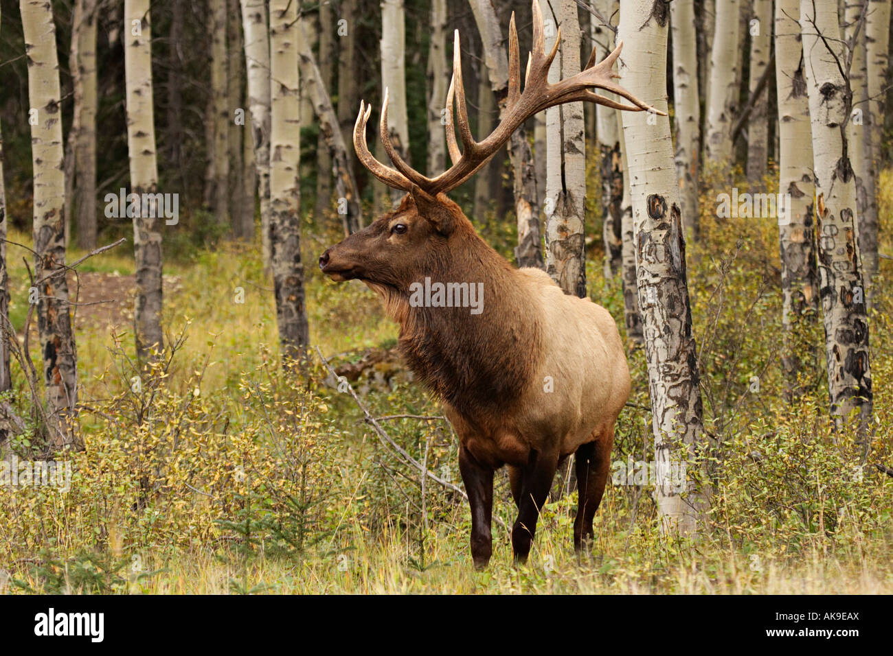 Les mâles dans les tremblaies pendant l'automne annuel rut Jasper National Park, Alberta, Canada Banque D'Images