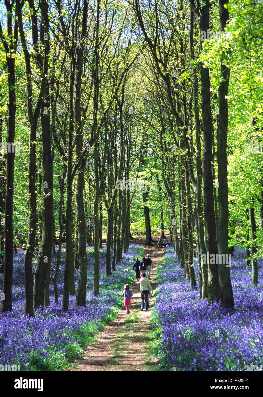 Jacinthes des bois Ashridge - Buckinghamshire Banque D'Images