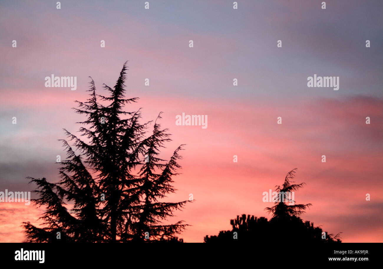 Détail d'arbres au crépuscule Banque D'Images