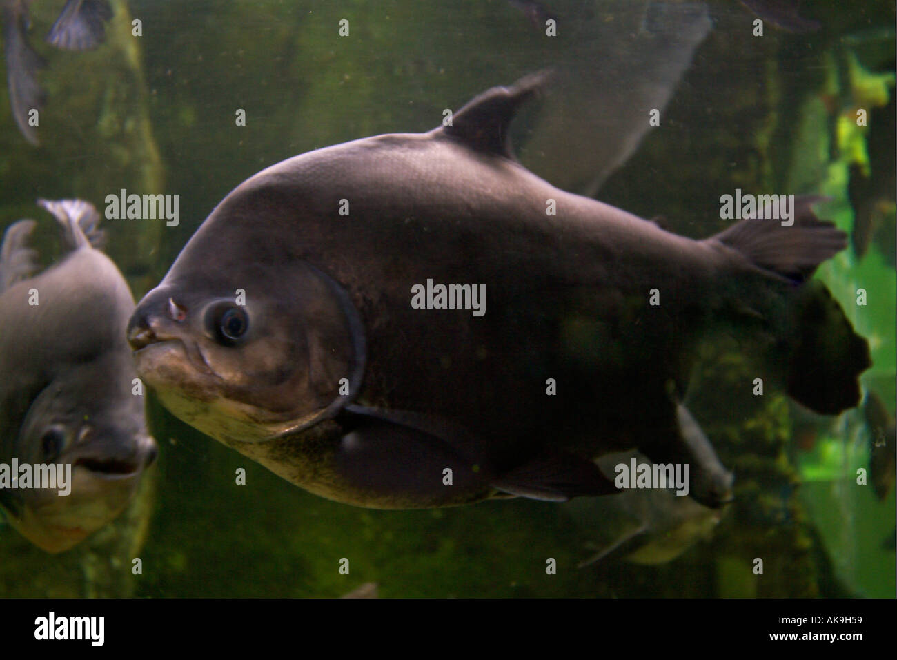 TAMBAQUI ou macropromum à nageoires noires Colossoma SSPI Fleuve Amazone au Brésil et au Pérou en Amérique du Sud Banque D'Images TAMBAQUI ou macropromum à nageoires noires Colossoma SSPI Fleuve Amazone au Brésil et au Pérou en Amérique du Sud Banque D'Images