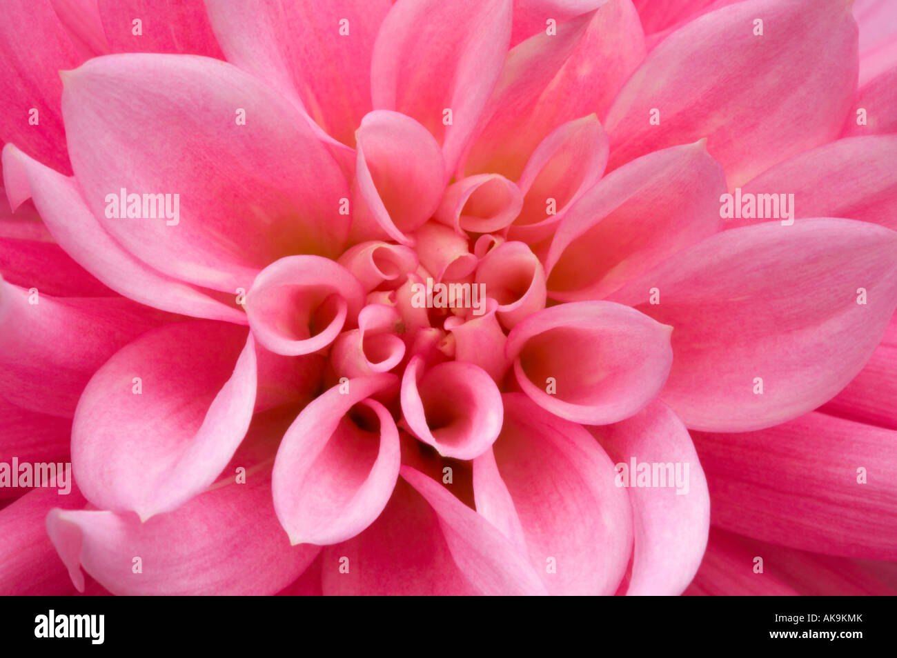 Close-up of Dahlia fleur Banque D'Images