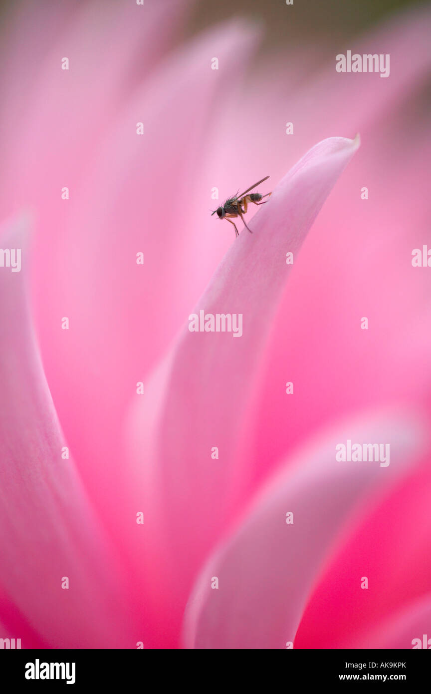 Fly sur pétale Dahlia Banque D'Images