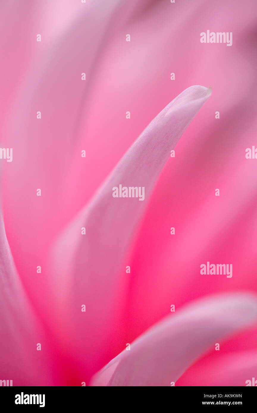 Résumé de pétales de Dahlia jardin Banque D'Images