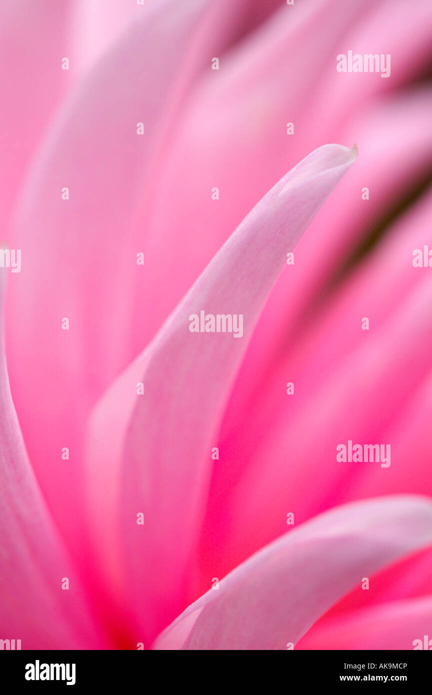 Résumé de pétales de Dahlia jardin Banque D'Images