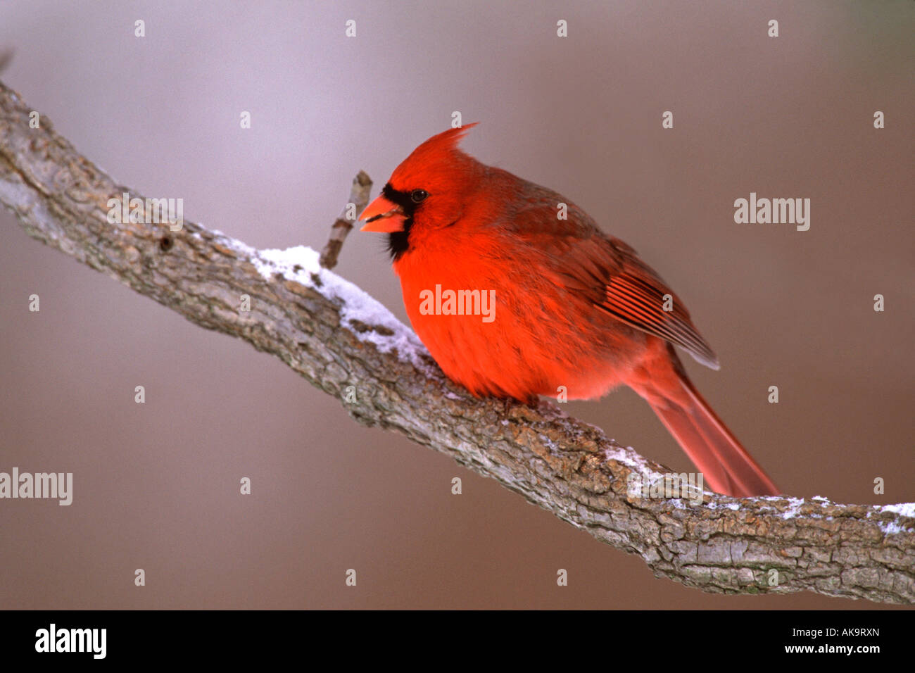 Le Cardinal rouge mâle Banque D'Images