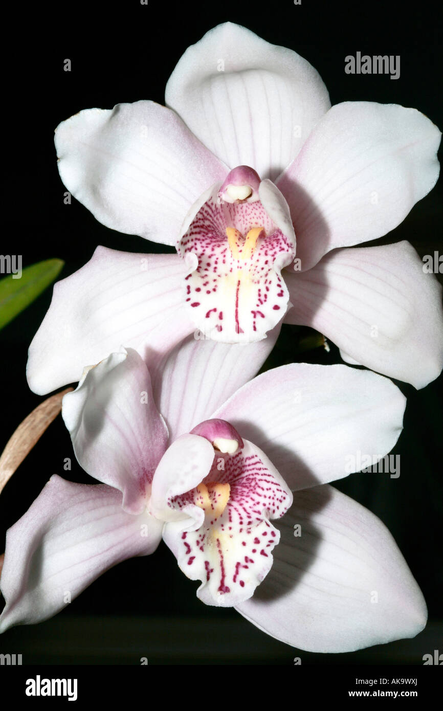 Close up de Cymbidium orchidée fleur montrant des détails de structure du centre de fleurs Banque D'Images