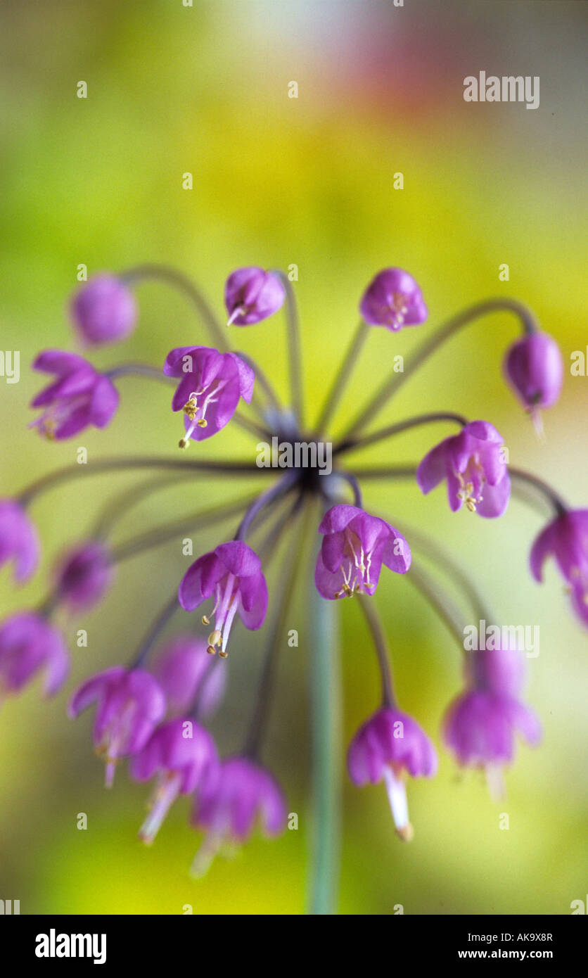 Allium cernuum Banque D'Images