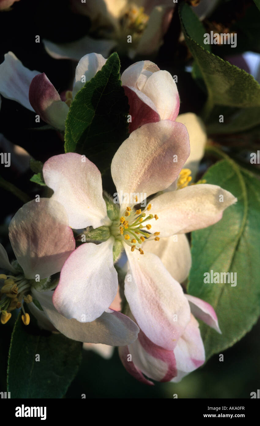 Apple Blossom Greensleeves Banque D'Images