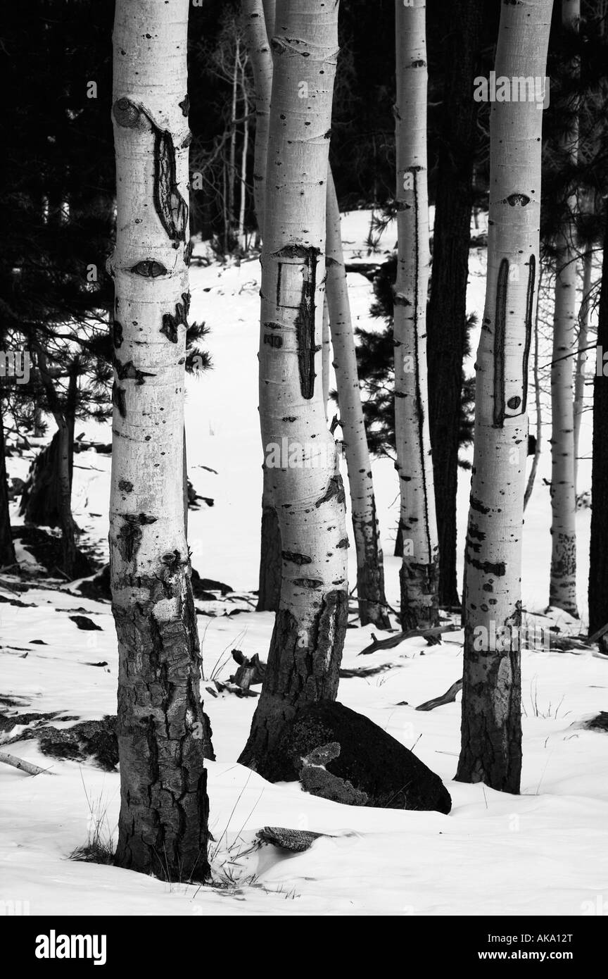 Écorce de peuplier faux-tremble en hiver Banque D'Images