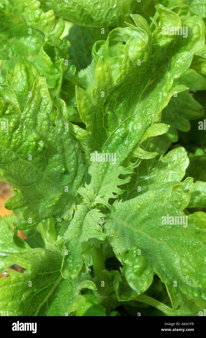Vert basilic herbes Herbes culinery Ruffles Banque D'Images