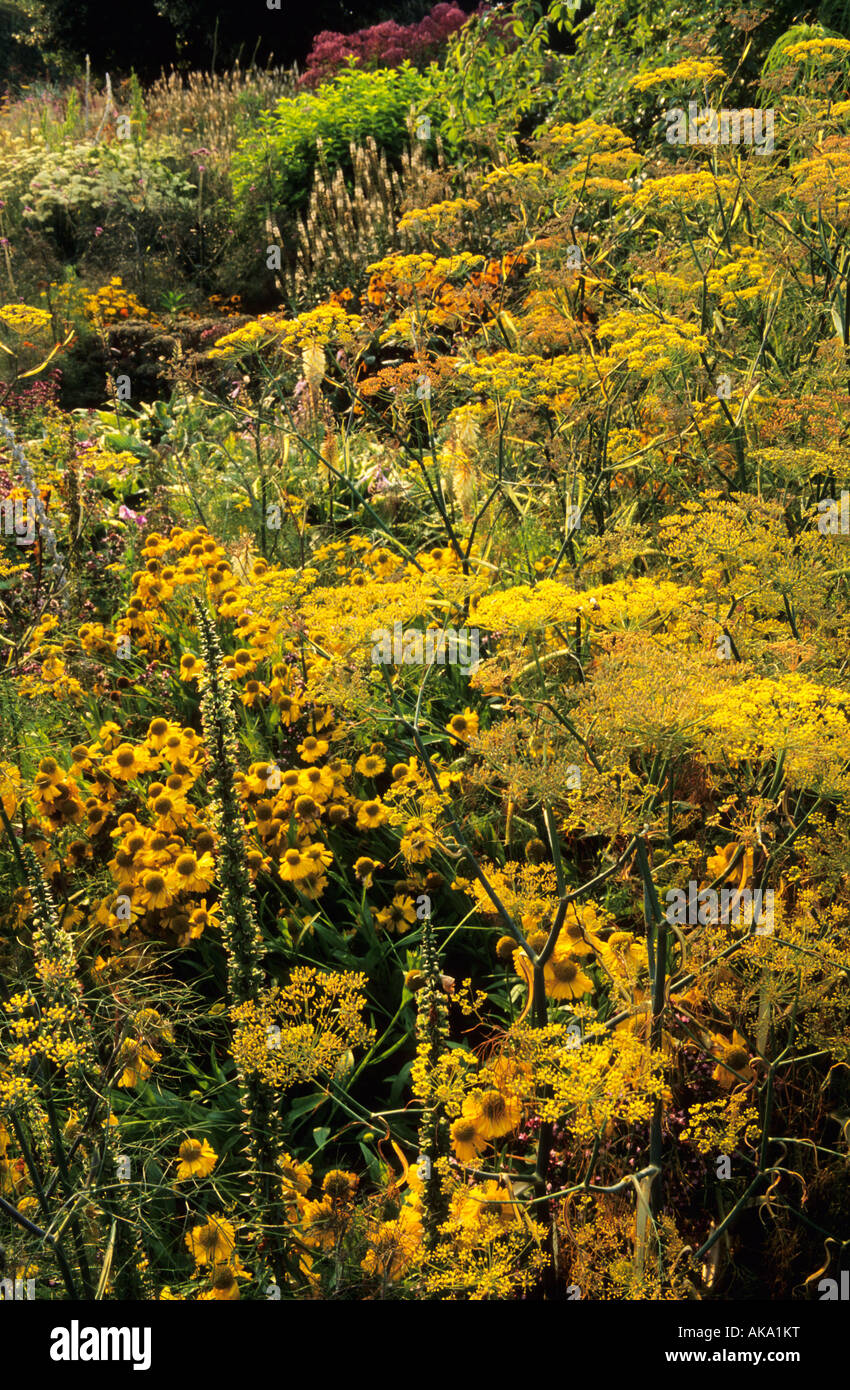 Parham Sussex fenouil floraison à la fin de l'été avec la frontière magnificum Helenium Digitalis Achillea Banque D'Images