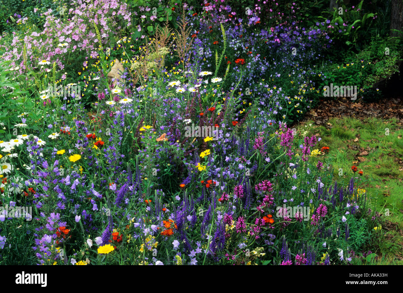 Wild Flower meadow edge par harebells s Marnie Hall viper Vipérine commune musk mallow Banque D'Images