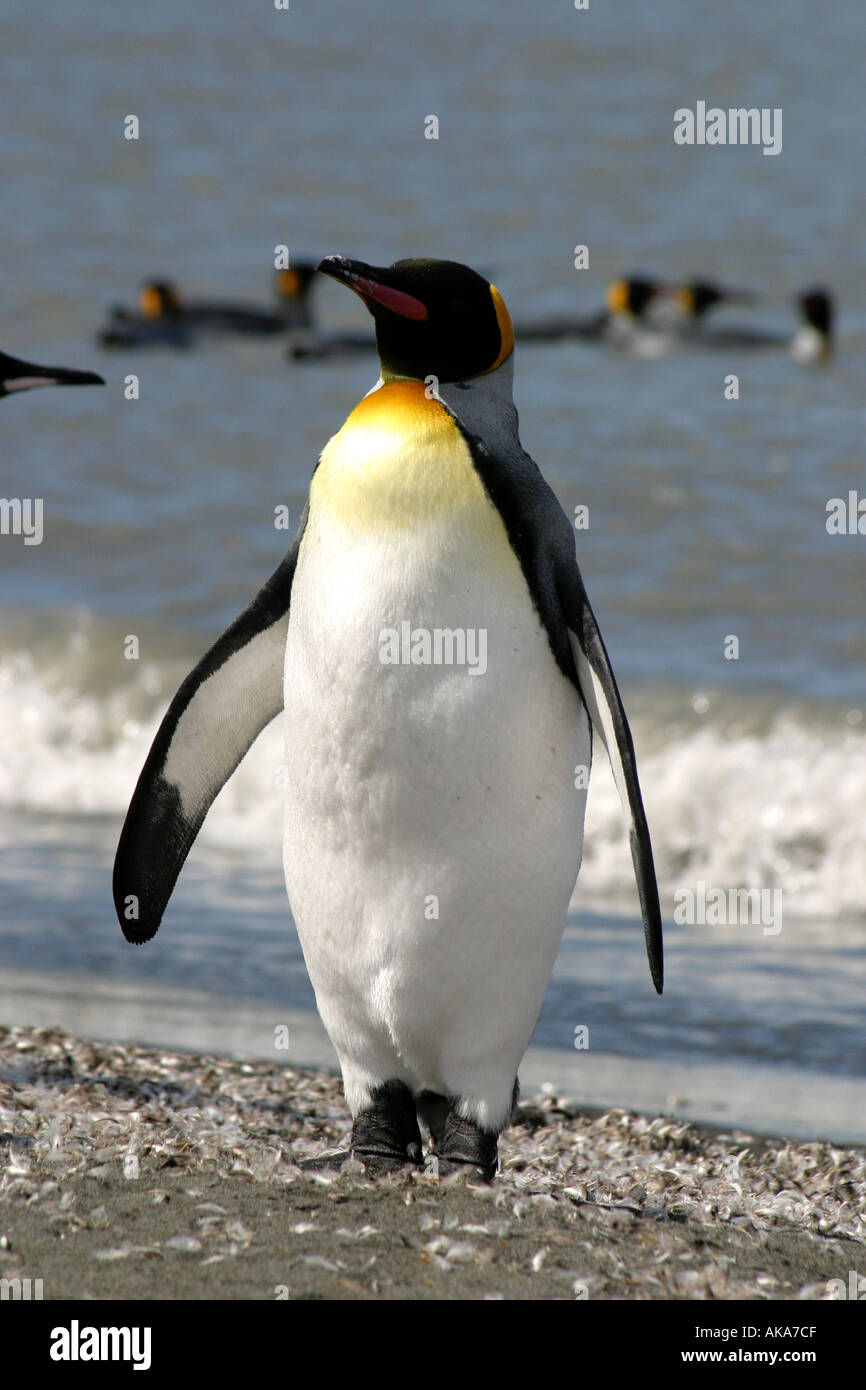 Sur le Manchot royal St Andres Bay, South Georgia Island dans la mer de Scotia, l'Antarctique. Banque D'Images