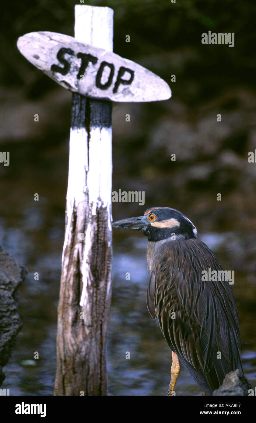 Bihoreau gris jaune (Nyctanassa violacea) et d'arrêt signal indiquant la fin du chemin pour les touristes. Îles Galápagos Banque D'Images
