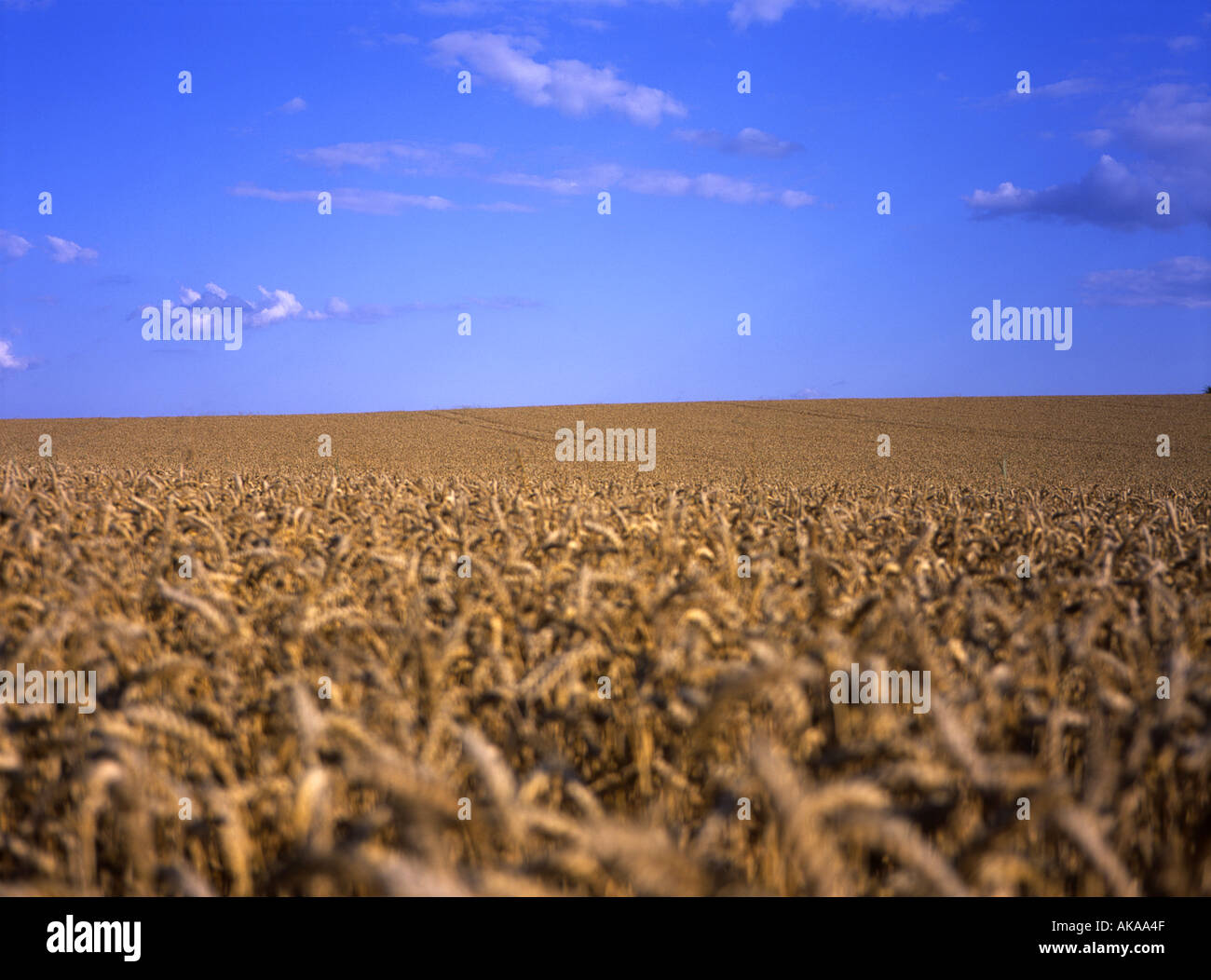 Golden Corn mûrit sous un ciel bleu profond dans un champ de Kent Banque D'Images