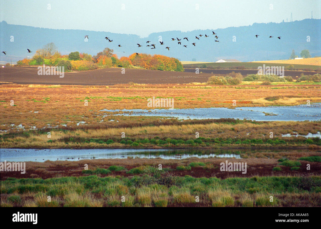 Les oies volent à Panier Slough National Wildlife Refuge Polk County Oregon Banque D'Images