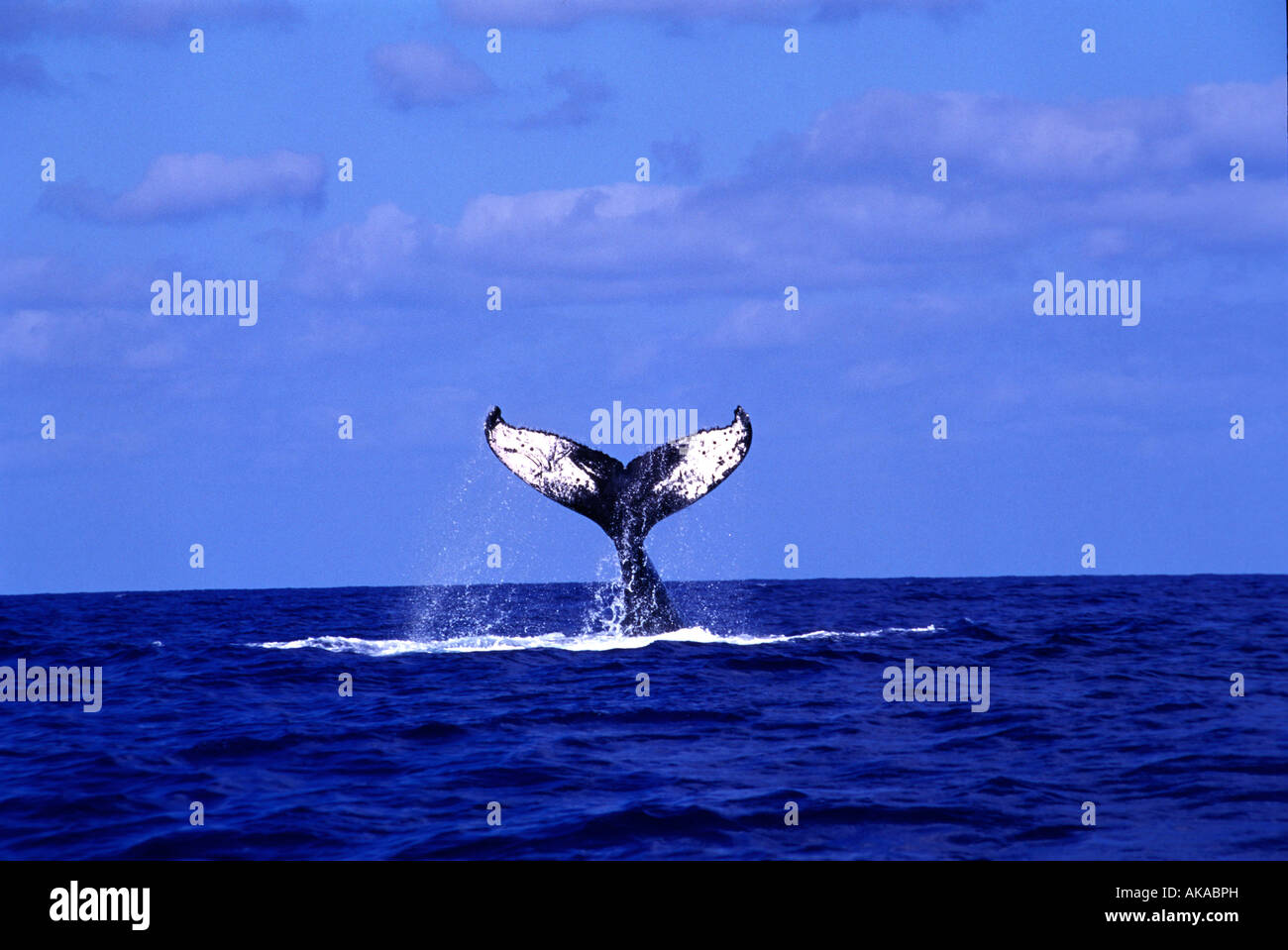 Lobtailing comportement d'une baleine à bosse (Megaptera novaeangliae), l'argent des banques, République Dominicaine Banque D'Images