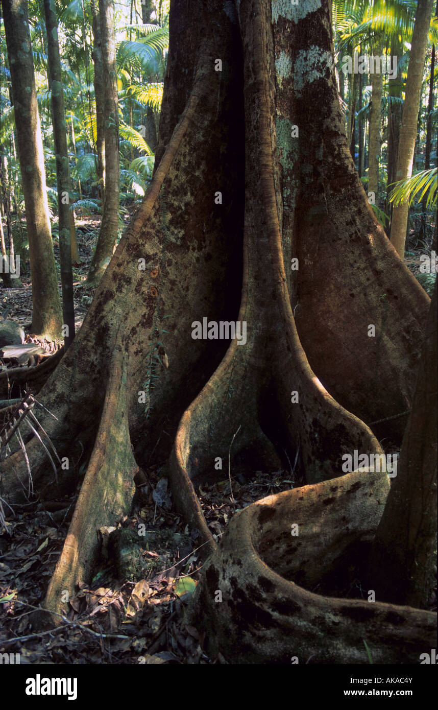 Un arbre avec des racines contrefort dernier verre National Park Australie Banque D'Images