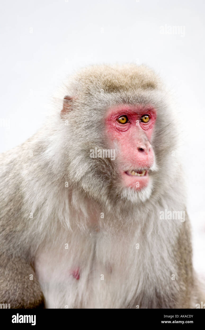 Macaque japonais Macaca fuscata Snow Monkey Banque D'Images