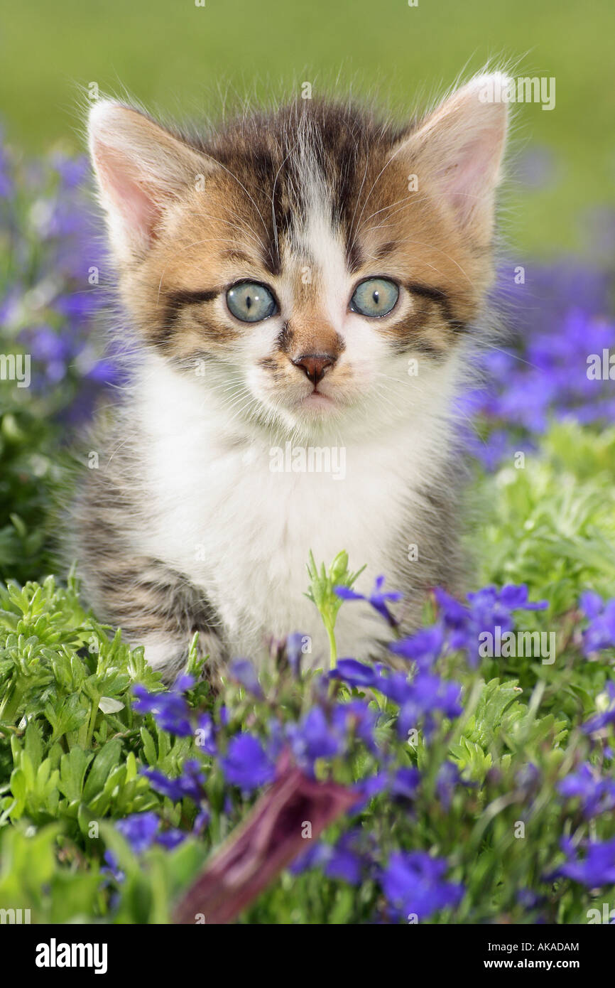 Chaton debout dans entre les fleurs Banque D'Images Chaton debout dans entre les fleurs Banque D'Images