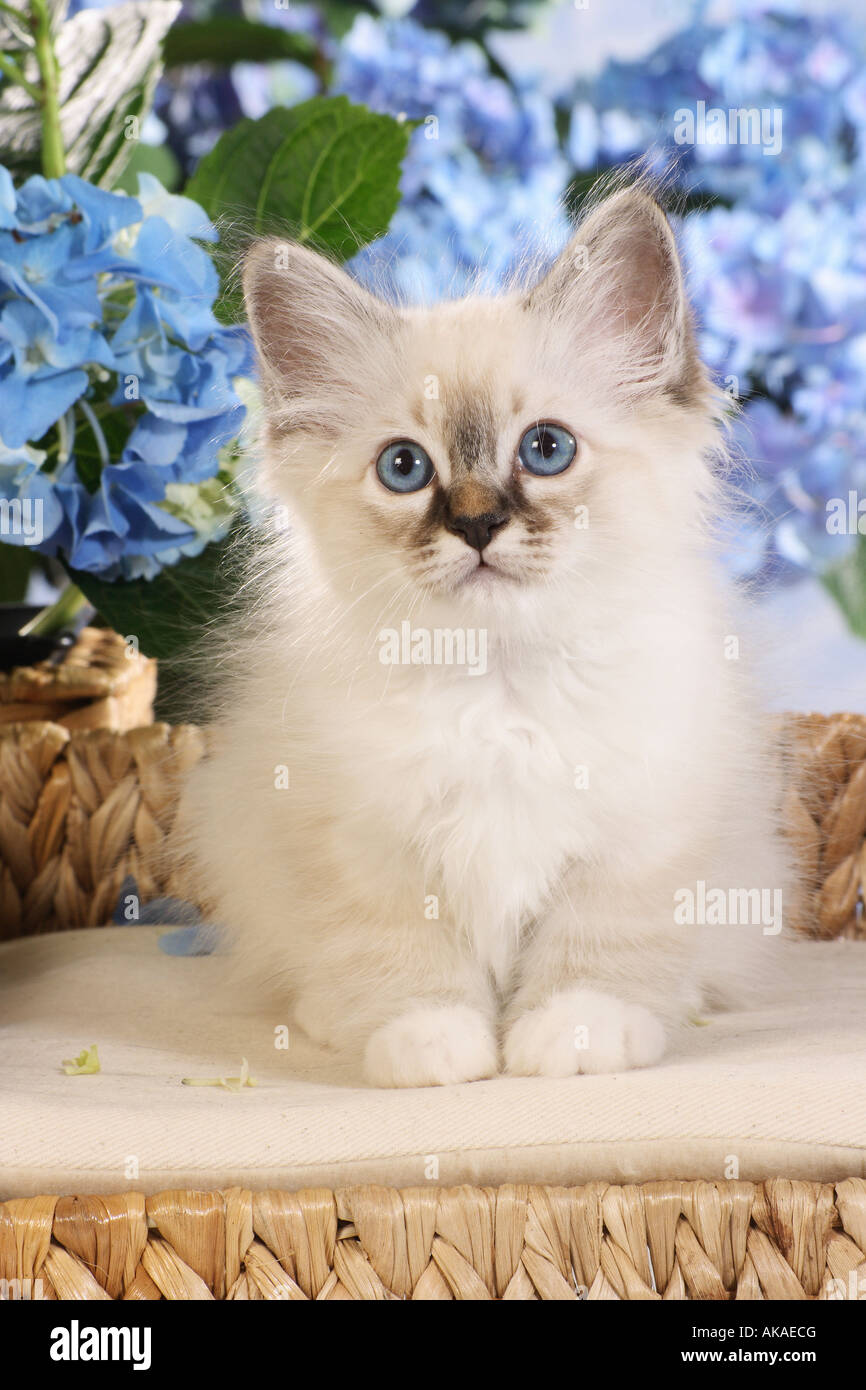 Chat Sacré de Birmanie - chaton allongé en face de fleurs Banque D'Images Chat Sacré de Birmanie - chaton allongé en face de fleurs Banque D'Images