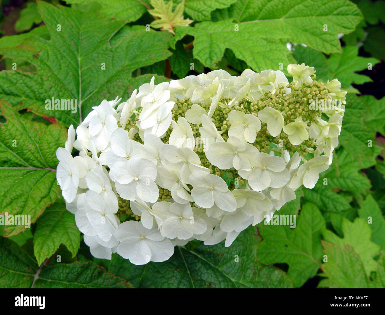 L'Hydrangea quercifolia Hortensia feuille de chêne flocon Banque D'Images