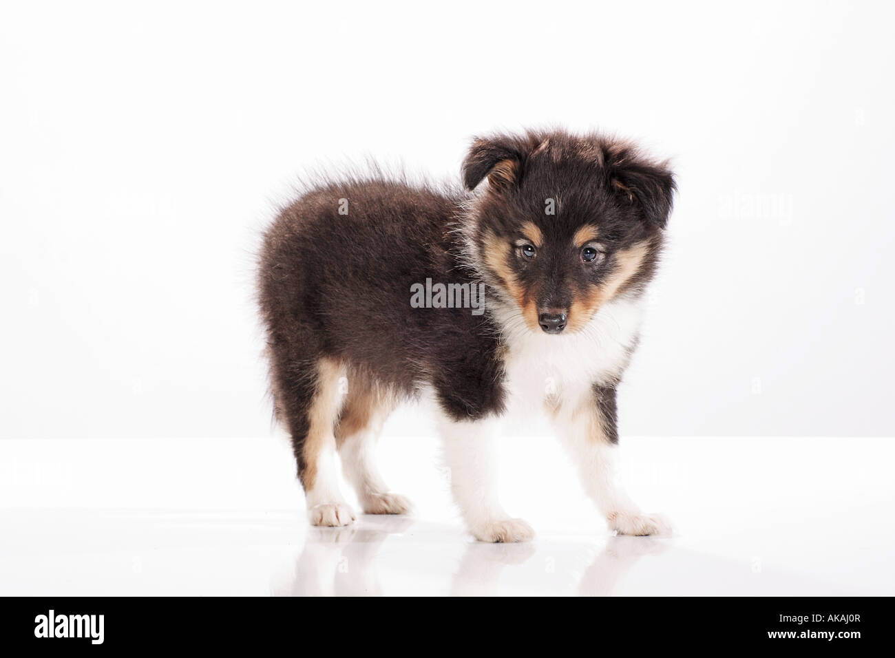 Chiot Sheltie - debout - cut out Banque D'Images Chiot Sheltie - debout - cut out Banque D'Images