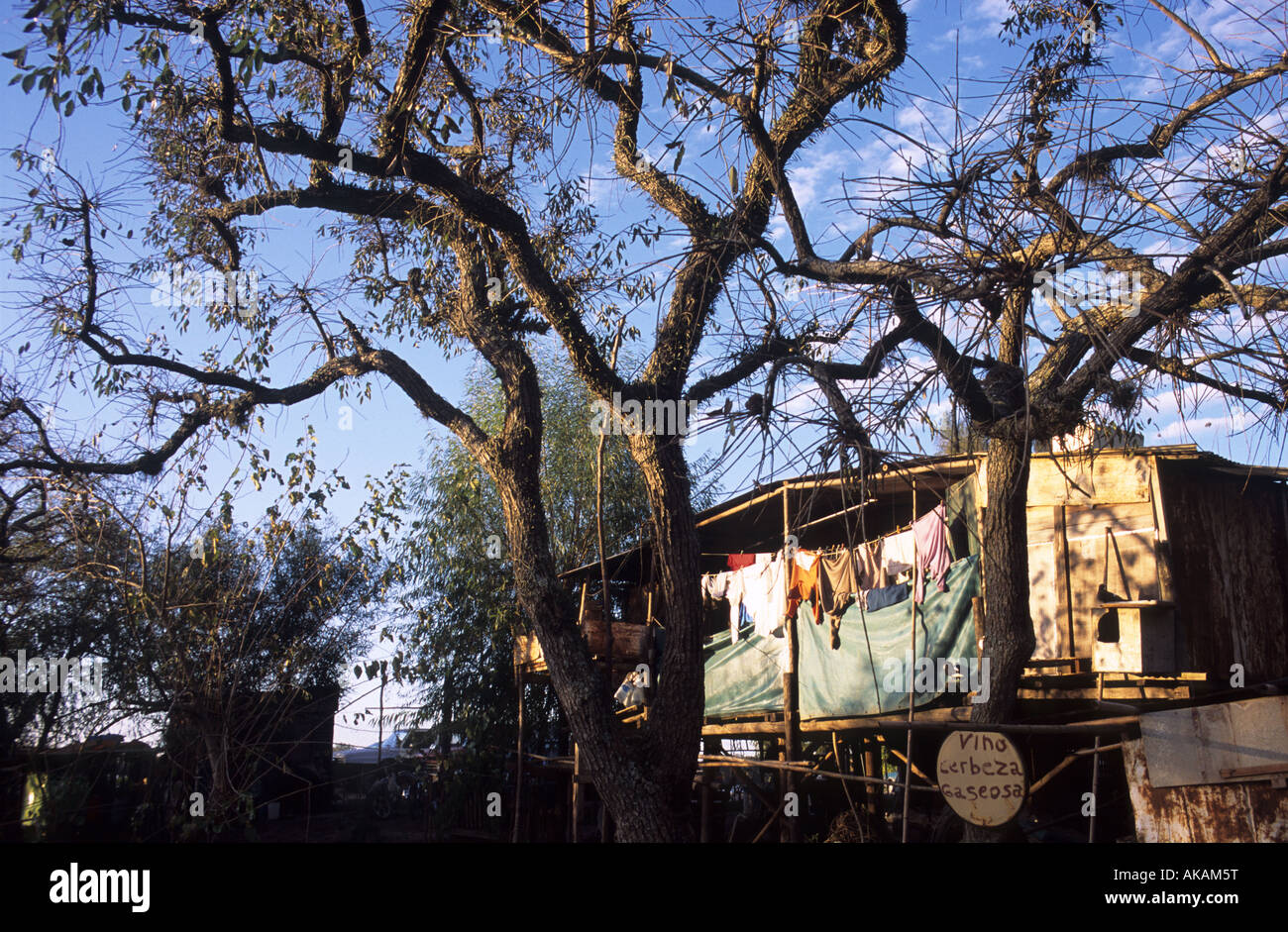 Seibo arbre et pauvre maison/boutique Banque D'Images