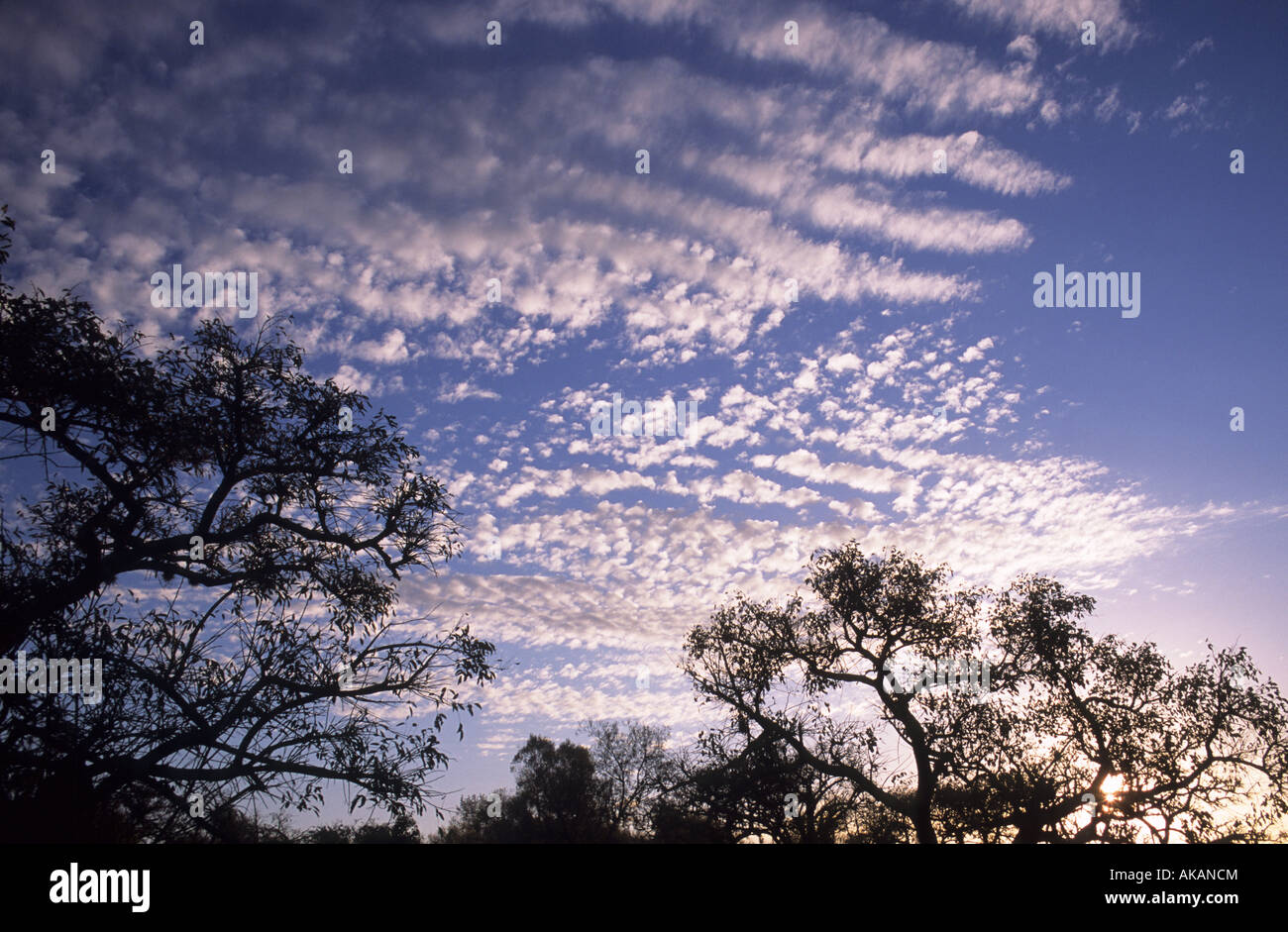 Les branches d'arbres contre le ciel et nuages Banque D'Images