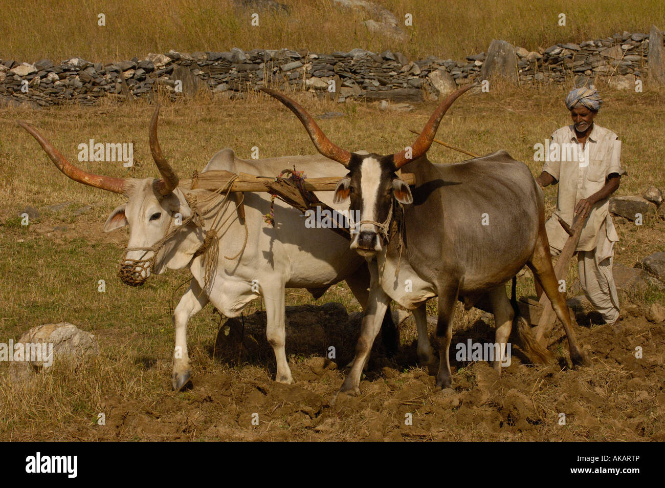 Fermier labourant son champs avec des boeufs. Le Rajasthan, INDE Banque D'Images