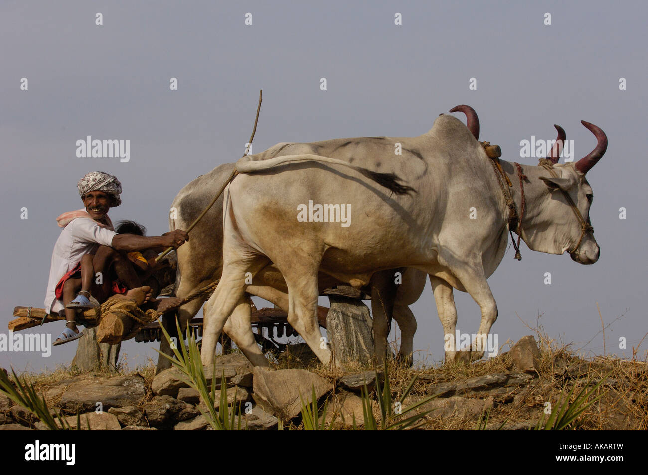 Fermier labourant son champs avec des boeufs. Le Rajasthan, INDE Banque D'Images
