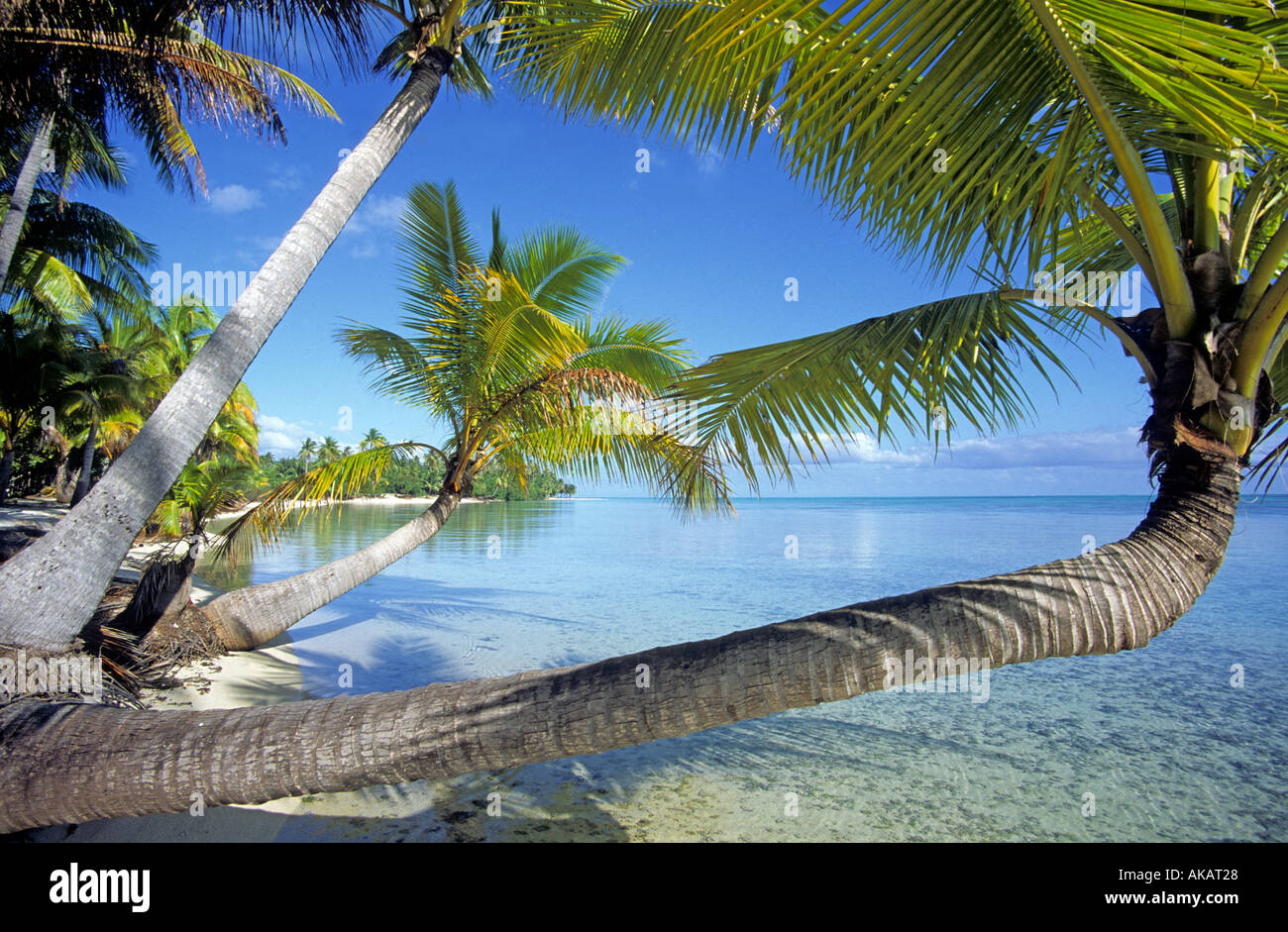 Palmiers suspendus sur les côtés sur la plage tropicale et la mer française Îles de la société Banque D'Images