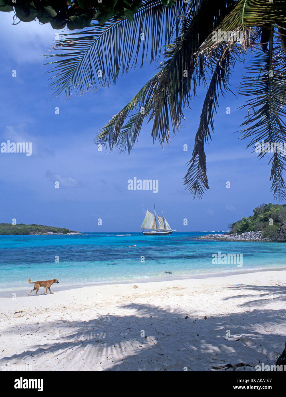 Chien solitaire marche le long de la plage des Caraïbes avec la voile en arrière-plan Grenadines Banque D'Images