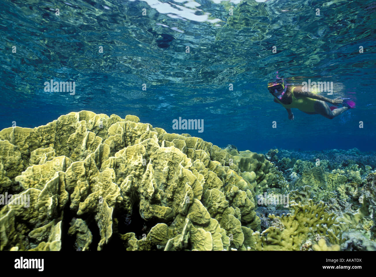 Une femelle snorkeler illustré dans les eaux peu profondes de la Mer Rouge. Banque D'Images