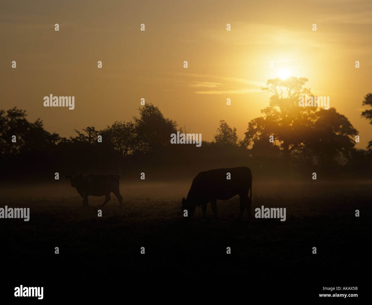 Misty sur un champ de vaches en Angleterre Banque D'Images