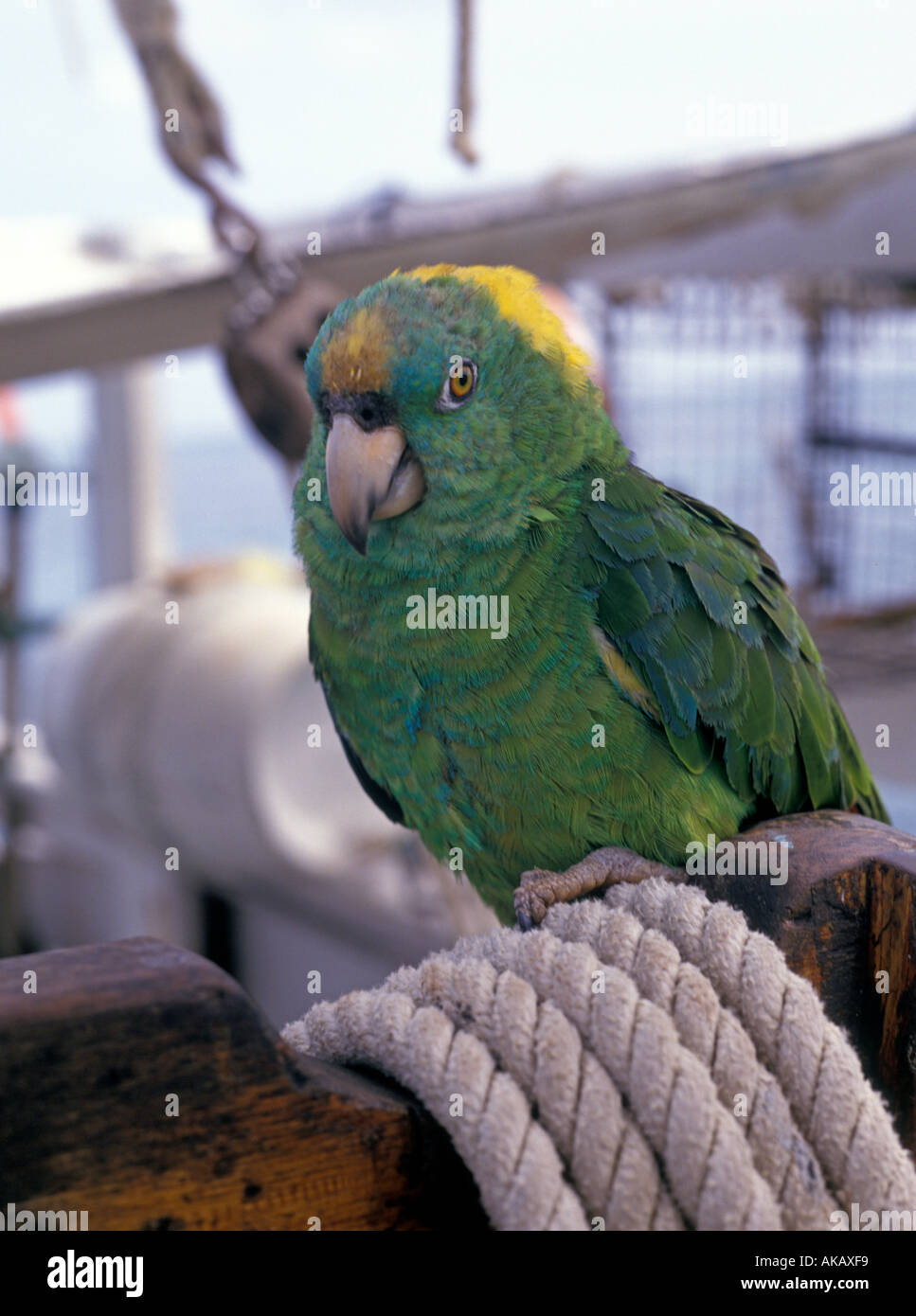 Perroquet vert à bord du yacht de luxe Banque D'Images