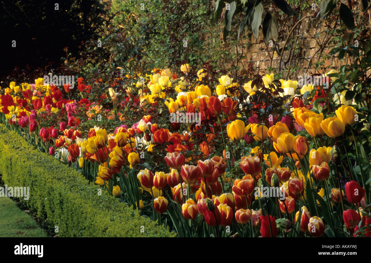 Abbey House Gardens Wiltshire tulipes mixtes en rose bed comme underplanting Banque D'Images