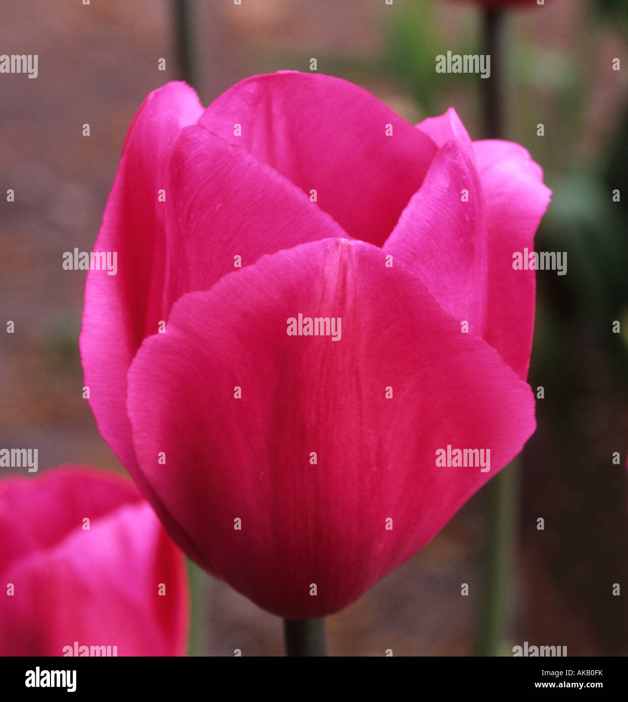 Tulip Tulipa Don Quichotte Banque D'Images