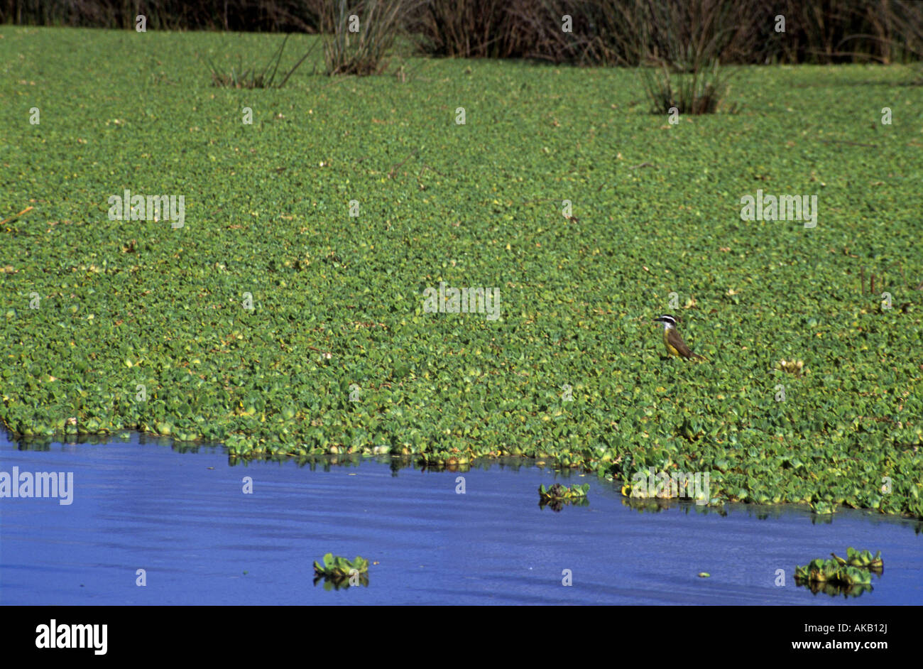 La végétation et d'oiseaux dans un étang, une zone humide à Buenos Aires, la pampa Banque D'Images