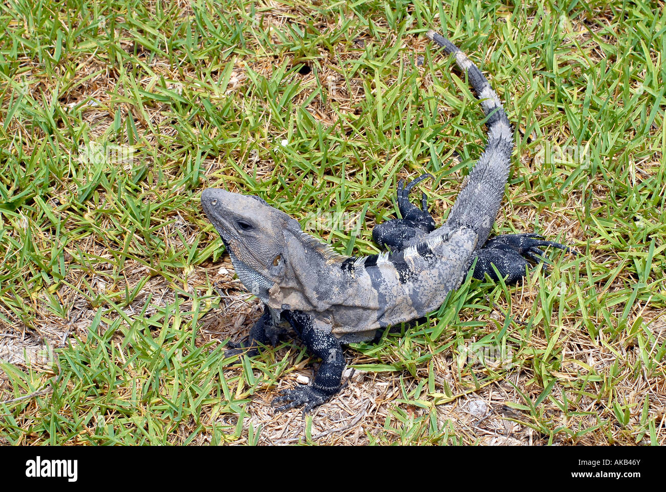 Une tortue iguane ctenosaura on Green grass Banque D'Images