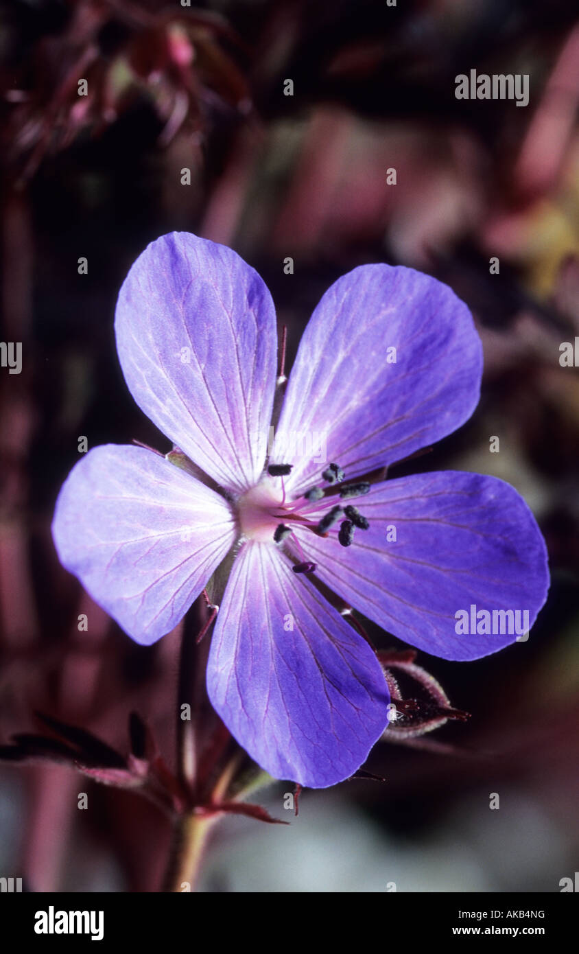 Geranium pratense Black Beauty Banque D'Images