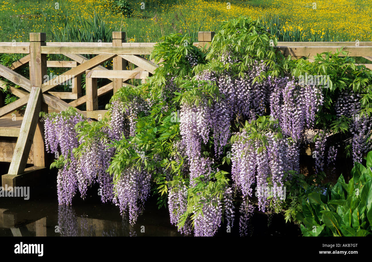 RHS wisley Surrey Wisteria floribunda 'Macrobotrys' croissant sur pont en bois Banque D'Images