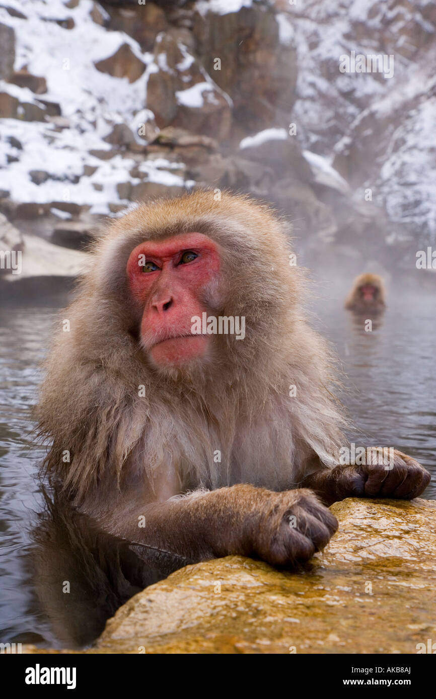 Macaque japonais (Macaca fuscata) / Snow monkey, Parc National de Joshin-etsu, Honshu, Japan Banque D'Images