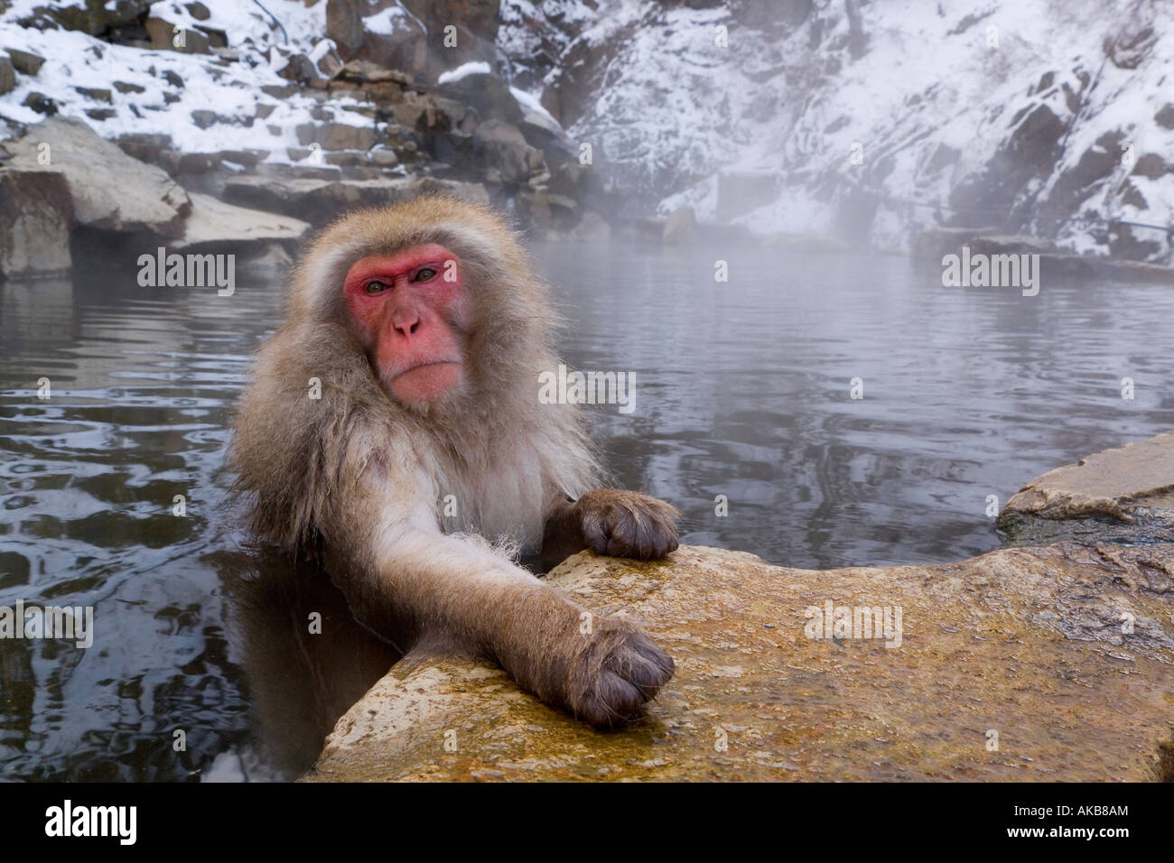 Macaque japonais (Macaca fuscata) / Snow monkey, Parc National de Joshin-etsu, Honshu, Japan Banque D'Images