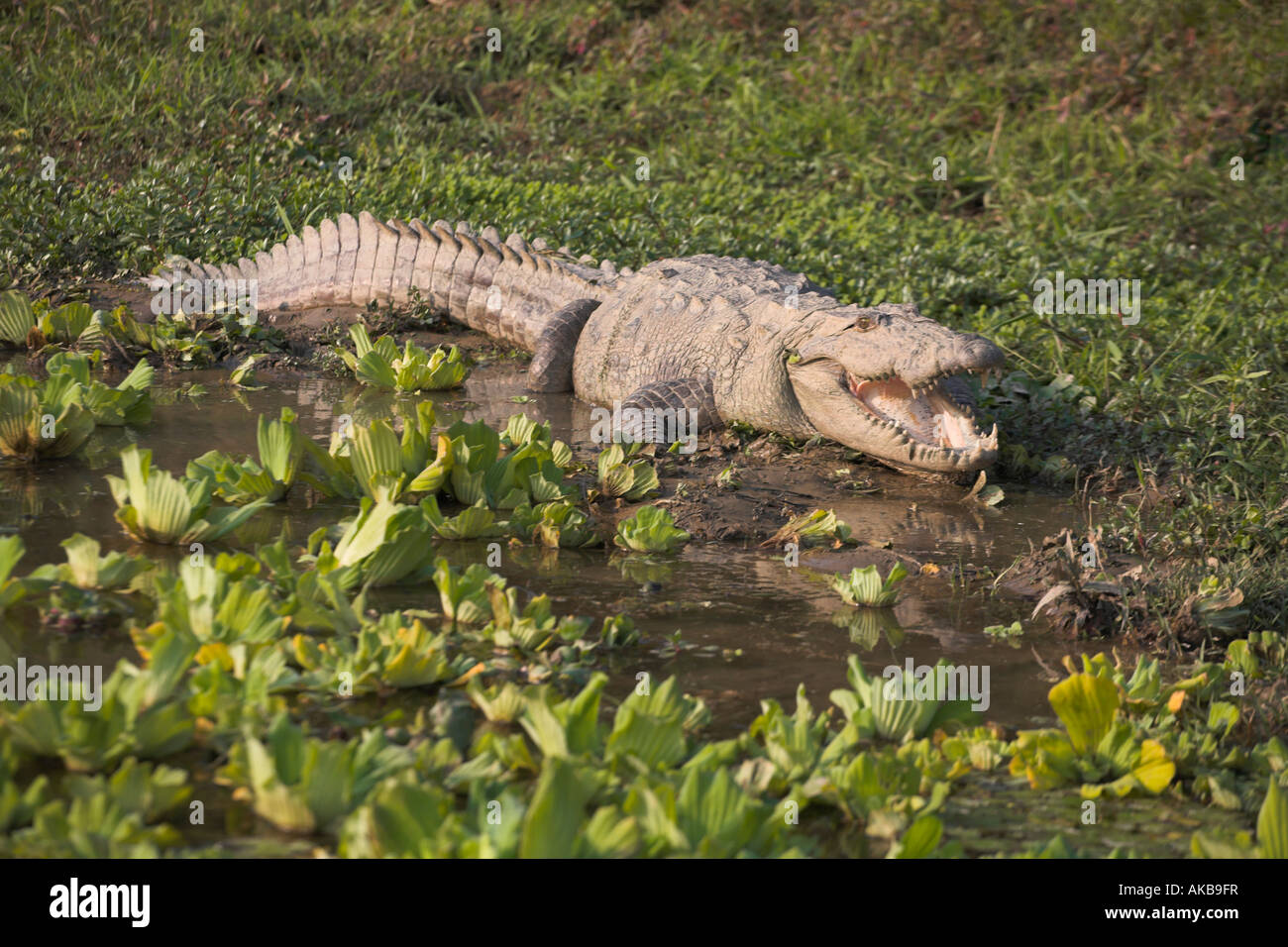 Le Népal, Royal Chitwan National Park, Crocodile Banque D'Images