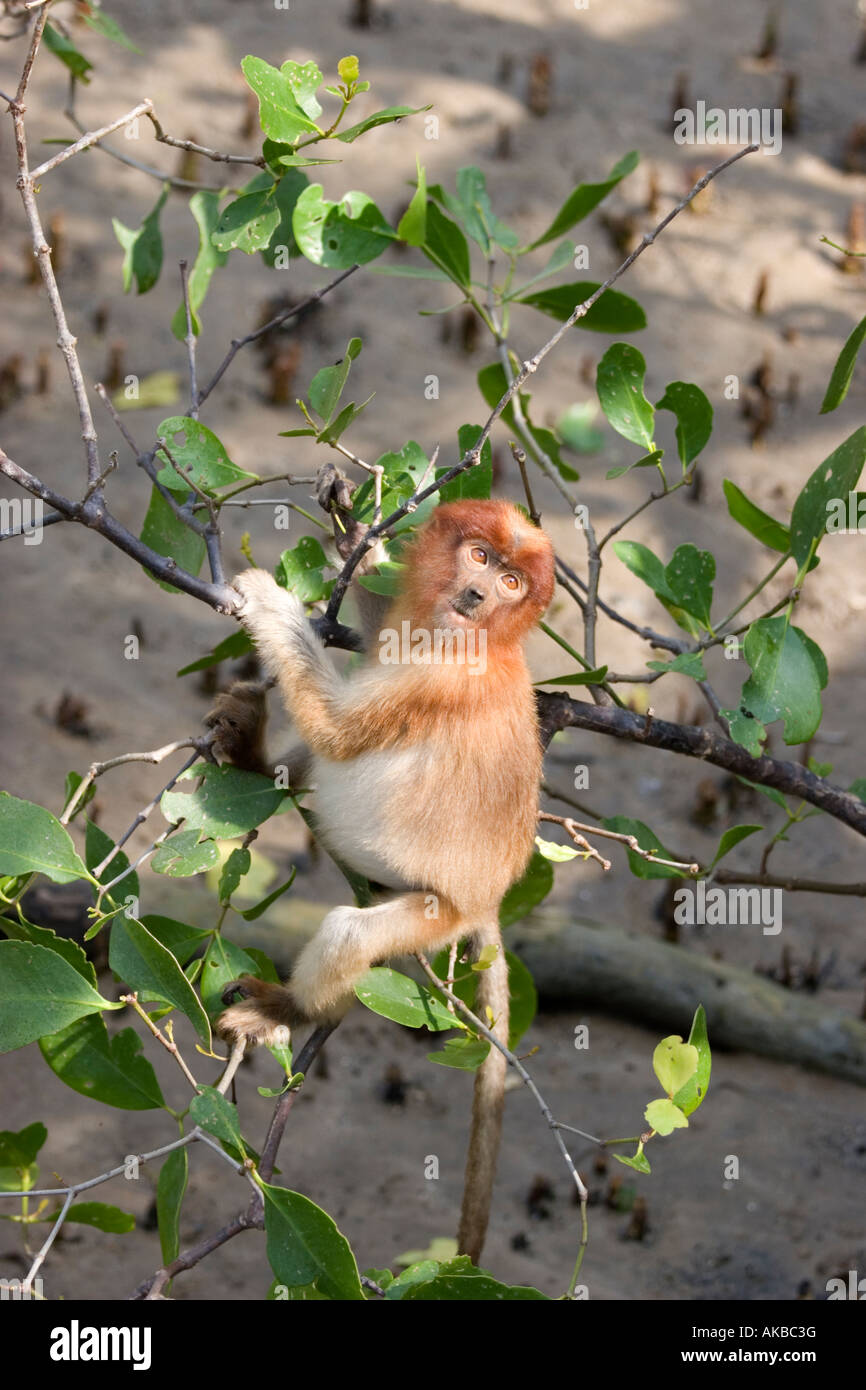 Proboscis Monkey juvéniles se nourrissent de feuilles de mangrove dans le parc national de Bako, Sarawak, Bornéo Banque D'Images
